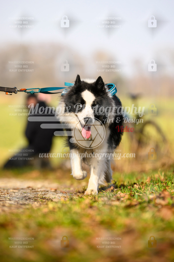 MompixPhotography_6ReiatRennen2026_SA_HappyDog-81 | PayLife