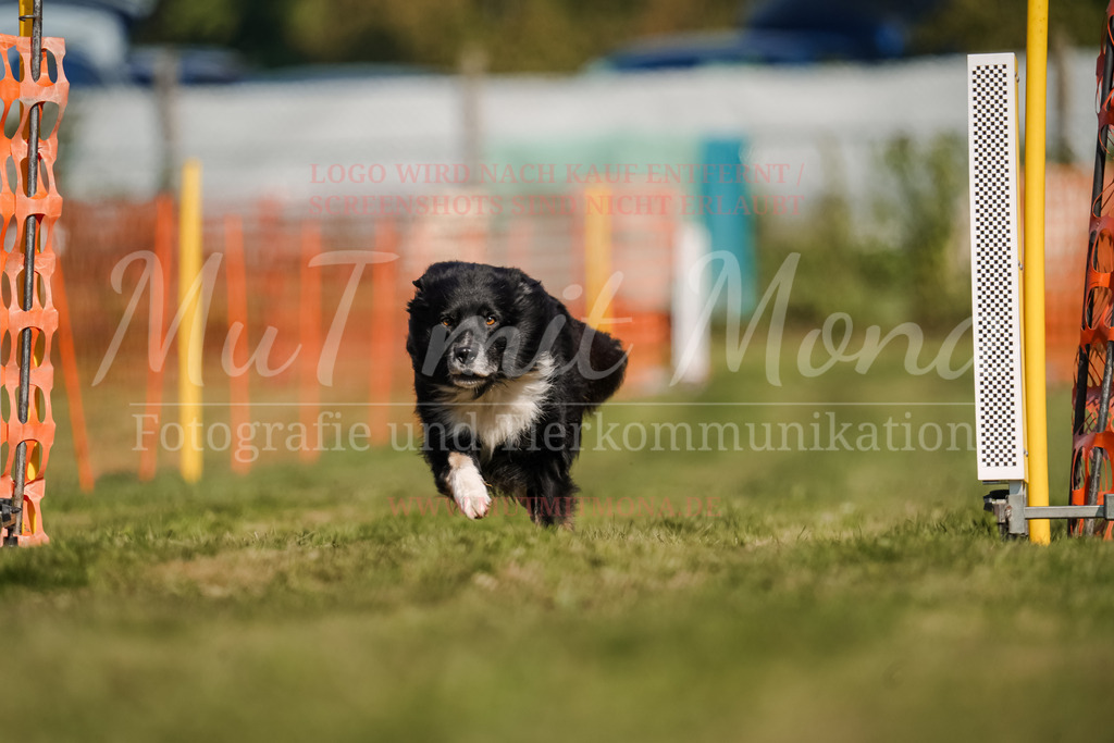 20250928_Hunderennen-654 | MuT (Mensch und Tier) mit Mona - Fotografie und Tierkommunikation - Realisiert mit Pictrs.com