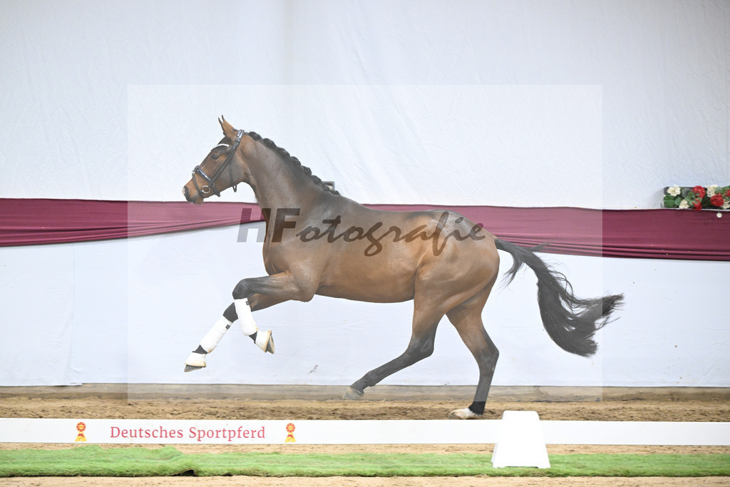 Kat-Nr. 136 Va Bene x Topas_Dr. Dieter Schuele_47254699 | hf-fotografie - Realisiert mit Pictrs.com