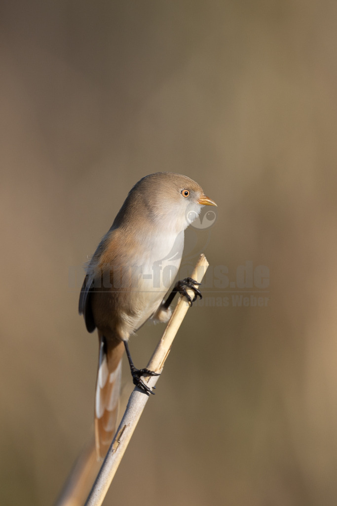 R5NF5712-20231003 | Die Bartmeise ist eine Vogelart und wird heute meist als einzige Art der damit monotypischen Familie Panuridae betrachtet. Sie ist ein meisenartiger, langschwänziger Bewohner großer Schilfflächen. - Realisiert mit Pictrs.com