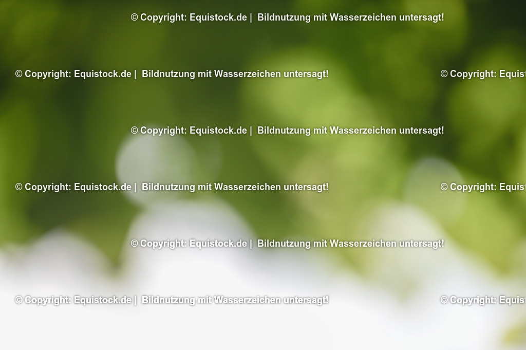 20230529_20_CSI4_Großer-Preis_0819 | equistock