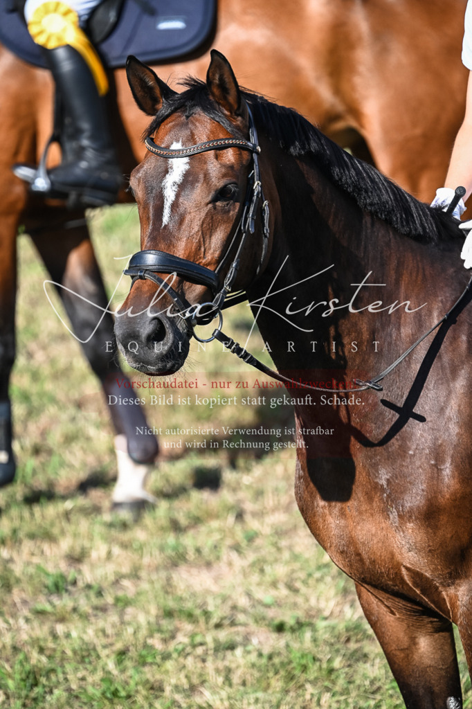 DSC_2606 | Pferde- und Turnierfotografie in Westsachsen. Pferdeportraits, Auftragszeichnungen und intuitive Kunst.