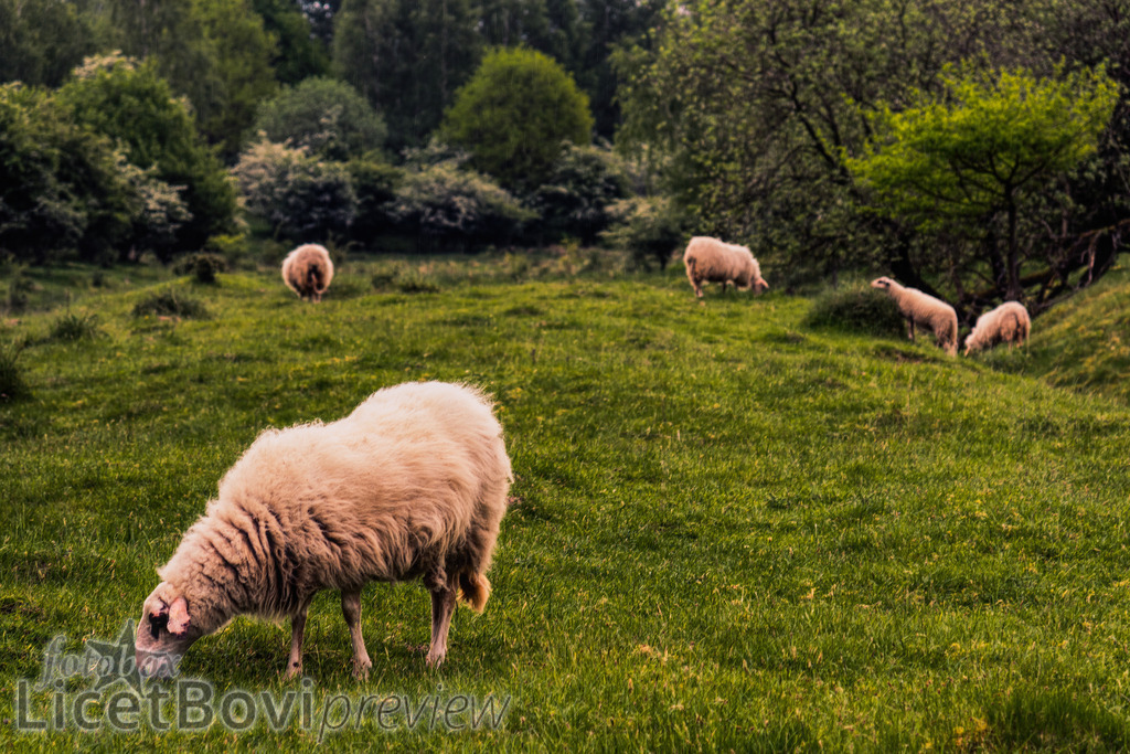 Bentheimer Landschaf | Bentheimer Landschafe im Naturschutzgebiet Höltigbaum. Ein heranziehendes Gewitter beginnt die Sonne zu verdecken und schafft eine eigentümliche Lichtstimmung. - Realisiert mit Pictrs.com