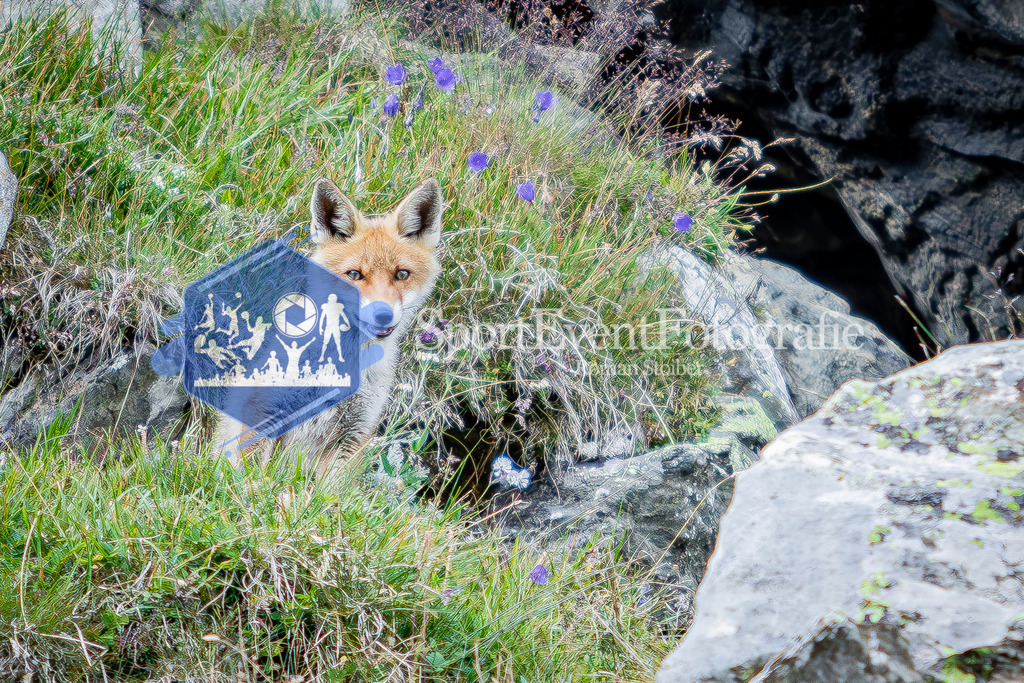 IMAG1099 | SportEventFotografie - Roman Stoiber