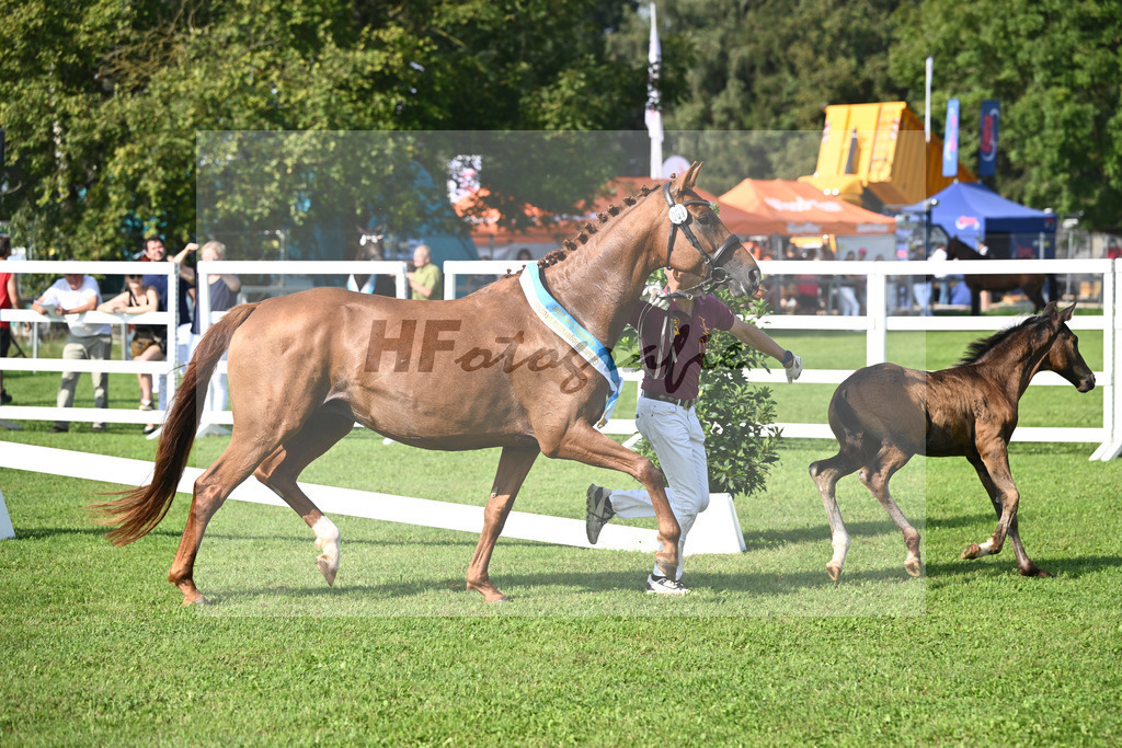 Kat-Nr. 7 Blue Eyes_Lechl_34240133 | hf-fotografie - Realisiert mit Pictrs.com