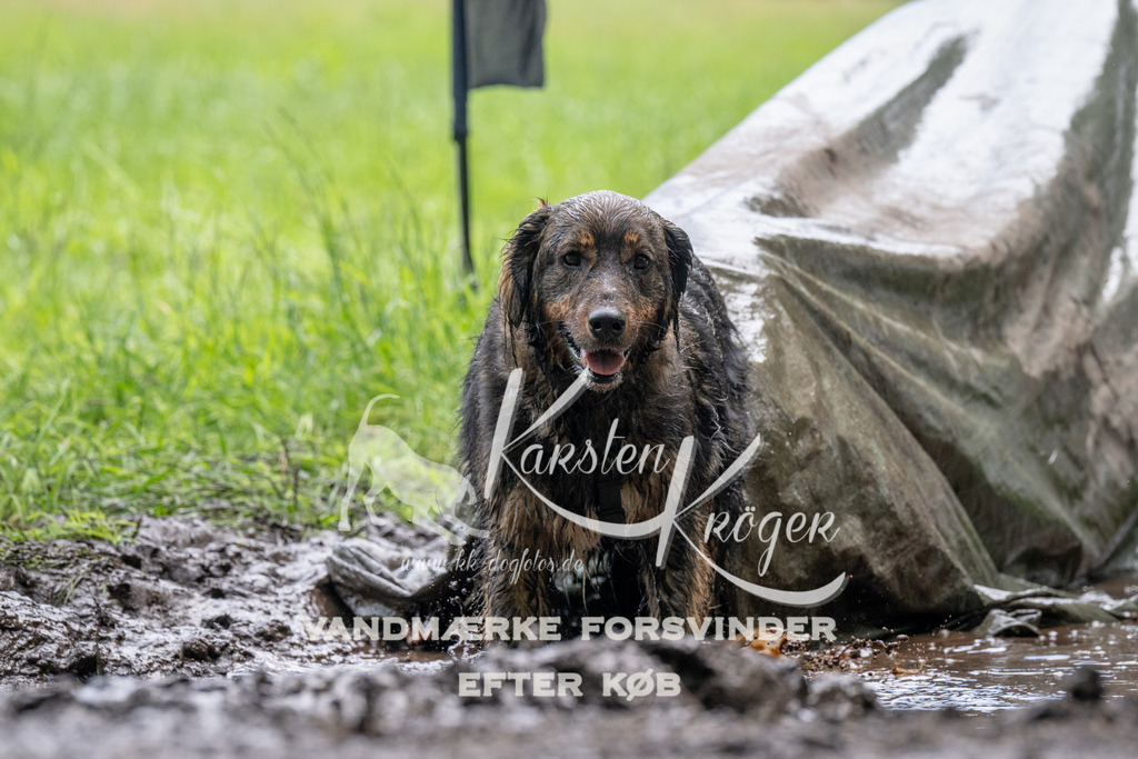 1123_ZZ92619 | kk-dogfotos
