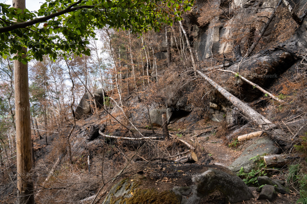 Obere_Affensteinpromenade_Nahe_Wespenturm_Felswand_Waldweg | 2022-09-02_Waldbrandgebiete_2 - Realisiert mit Pictrs.com
