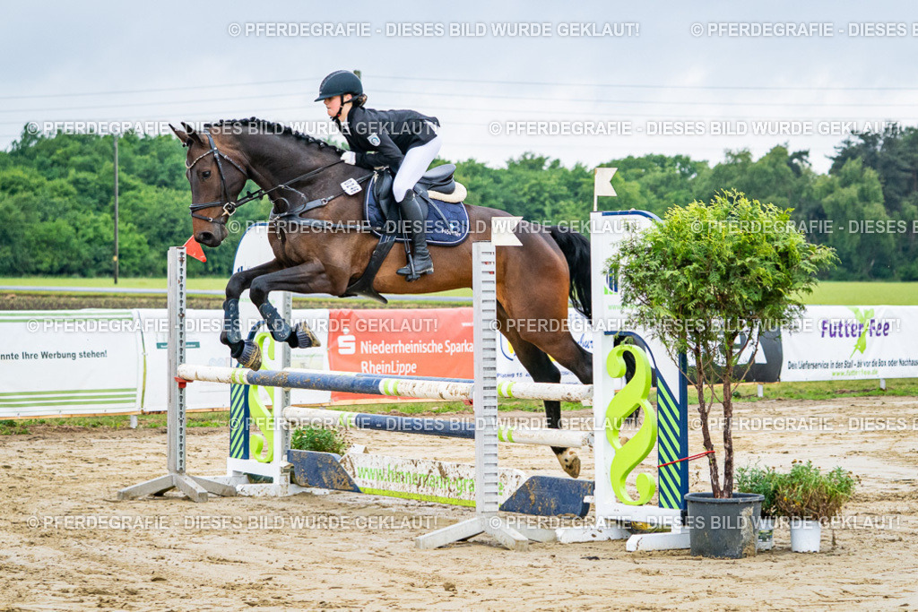 DSC02019 | Pferdegrafie