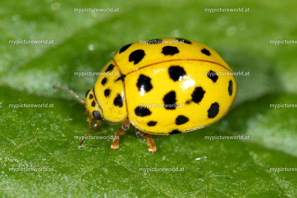 Psyllobora vigintiduopunctata-004 | Das Bilderarchiv über Tiere, Planzen und Landschaften. In der Bilddatenbank finden Sie ein große Auswahl an hochwertigen Bilder für Ihre Werbung - Realized with Pictrs.com