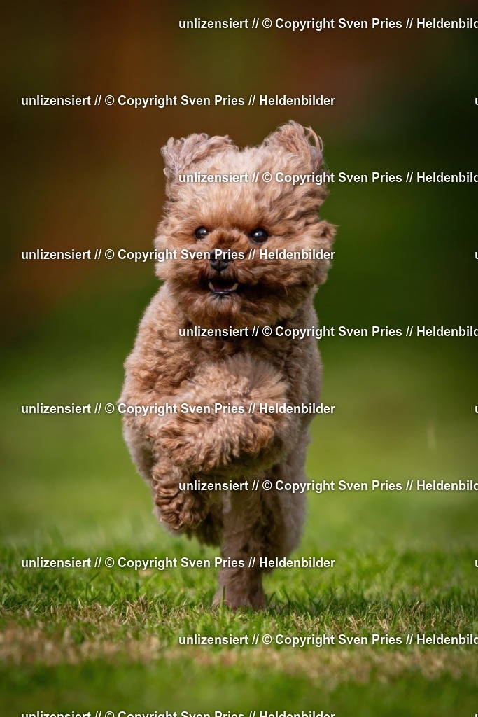 Sven Pries | 2024-09-22 - Hunderennen Baden-BadenPudelverein - Realisiert mit Pictrs.com