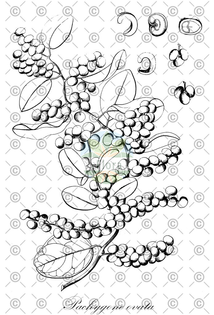HistAbb_wfo-0000397045_1_ENZY_Simple | Historische Abbildung von Pachygone ovata - Menispermaceae | Historical Illustration of Pachygone ovata - Menispermaceae