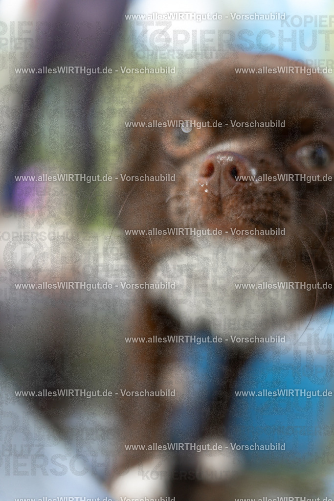Hundeschwimmen_Volksbad_2026-allesWIRTHgut_Tierfotografie-2609061439-7R501155 | Professionelle Tierfotografie in Mönchengladbach von Daniel Wirth (allesWIRTHgut). Liebevolle & natürliche Bilder von Hunden & Katzen für unvergessliche Erinnerungen.