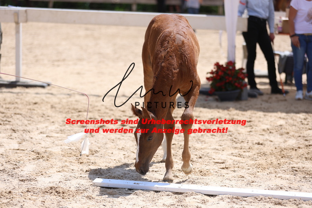 Fohlenschau_Schwäbisch_Hall_springbetonte_Fohlen_KN 36_5 | lmwpictures - Realisiert mit Pictrs.com