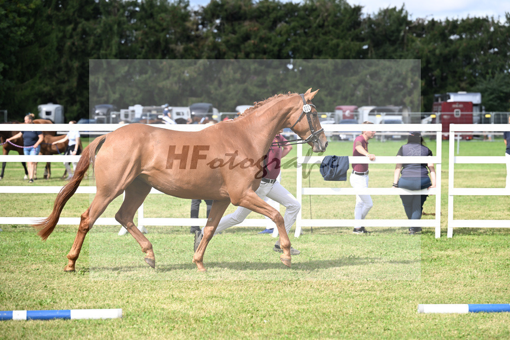 Kat-Nr. 32 Zimtschnecke v. Zack_Lechl_30250816 | hf-fotografie - Realisiert mit Pictrs.com