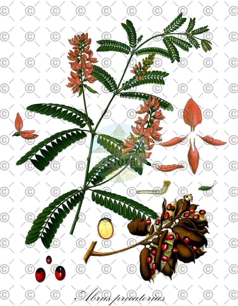 HistAbb_wfo-0000178702_1_ENZY_Simple | Historische Abbildung von Abrus precatorius - Fabaceae | Historical Illustration of Abrus precatorius - Fabaceae