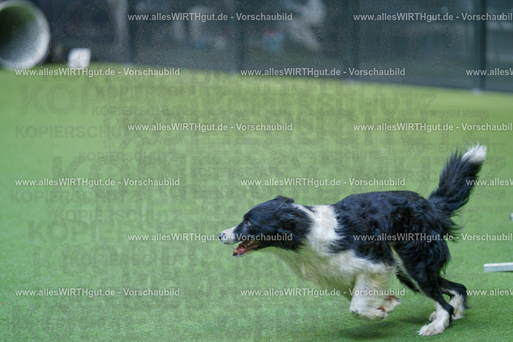 @allesWIRTHgut_Tierfotografie - www.allesWIRTHgut.de - 2604261531-7R505887 | Professionelle Tierfotografie in Mönchengladbach von Daniel Wirth (allesWIRTHgut). Liebevolle & natürliche Bilder von Hunden & Katzen für unvergessliche Erinnerungen.