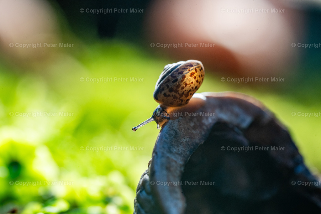 Divers_Erlebnisraum_Wald_23_Peter_Maier-942 | piet_flosse