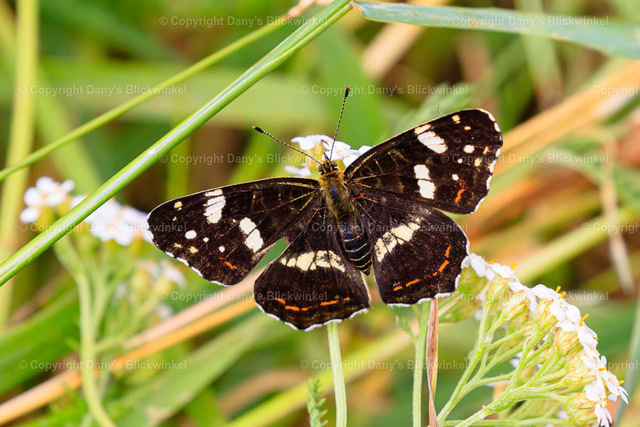 20184 | Tierfotografie, Tierkalender, Tierbilder, Insekten, Spinnen, Vögel, Schmetterling, Libellen, Leinwand, Colorkey, Qualität, Geschenkartikel, Geschenk - Realisiert mit Pictrs.com