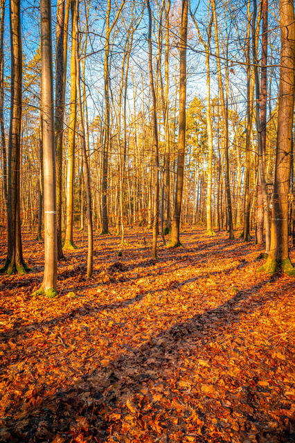 Wald bei Sonnenschein | Professionelle Natur- & Landschaftsfotos als Poster, auf Leinwand & viele mehr. Wähle aus einer Vielzahl an Formaten & Materialien Dein perfektes Bild. - Realisiert mit Pictrs.com