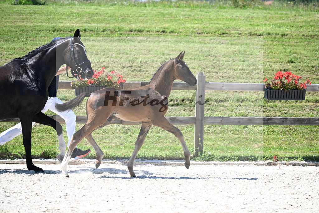 Kat-Nr. 24 Va Bene x Dante Weltino_HF_Winklmaier_24250570 | hf-fotografie - Realisiert mit Pictrs.com