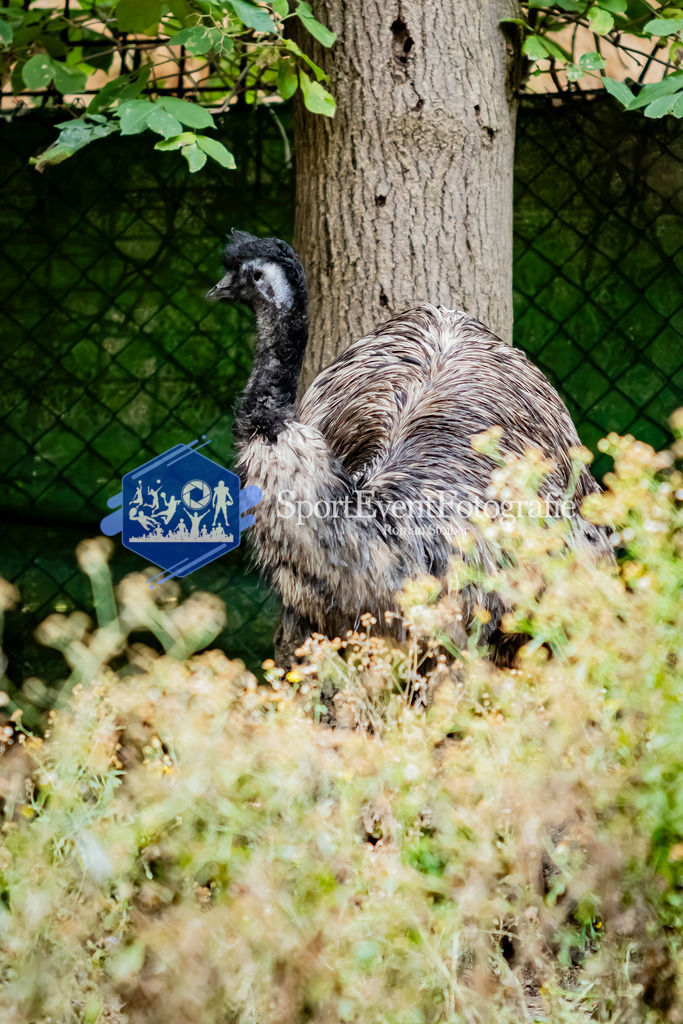 IMG_2990 | SportEventFotografie - Roman Stoiber