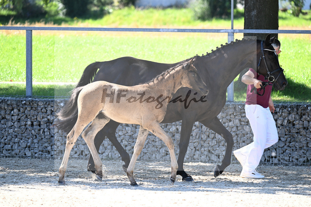Kat-Nr. 12 Cadeau Noir x Royal Classic_HF_Lechner_26250137 | hf-fotografie - Realisiert mit Pictrs.com