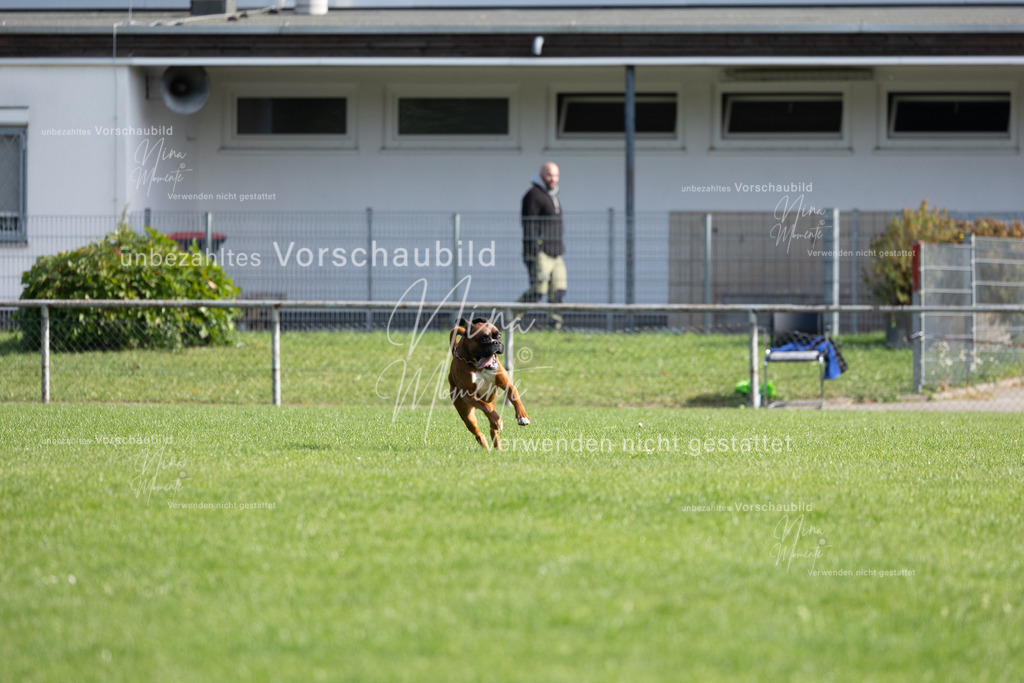 _16A6802 | Einzigartige Fotos von Hunden & Menschen –Actionfotos, Portraits, Vereinsaufnahmen & Paarshootings – authentisch, lebendig & mit Herz.