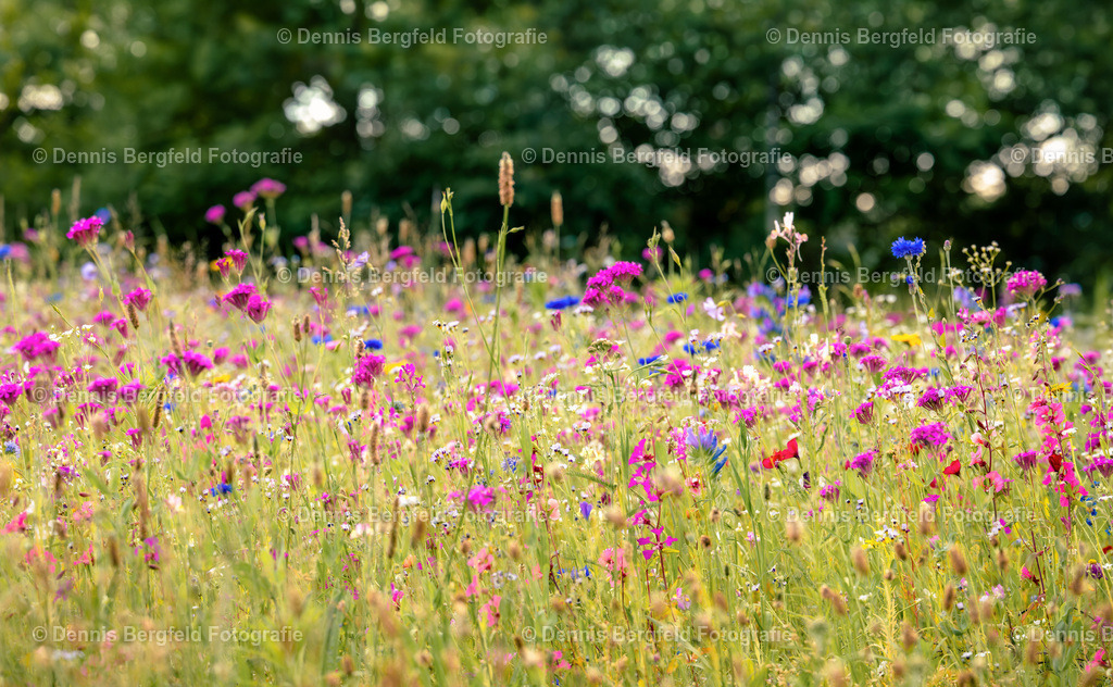 Blumenwiese 5 | Entdecken Sie Natur, Makro und Tierfotografie von Dennis Bergfeld.Besondere Momente und Details der Natur, hochwertig als Foto und Wandbild erhältlich. - Realisiert mit Pictrs.com