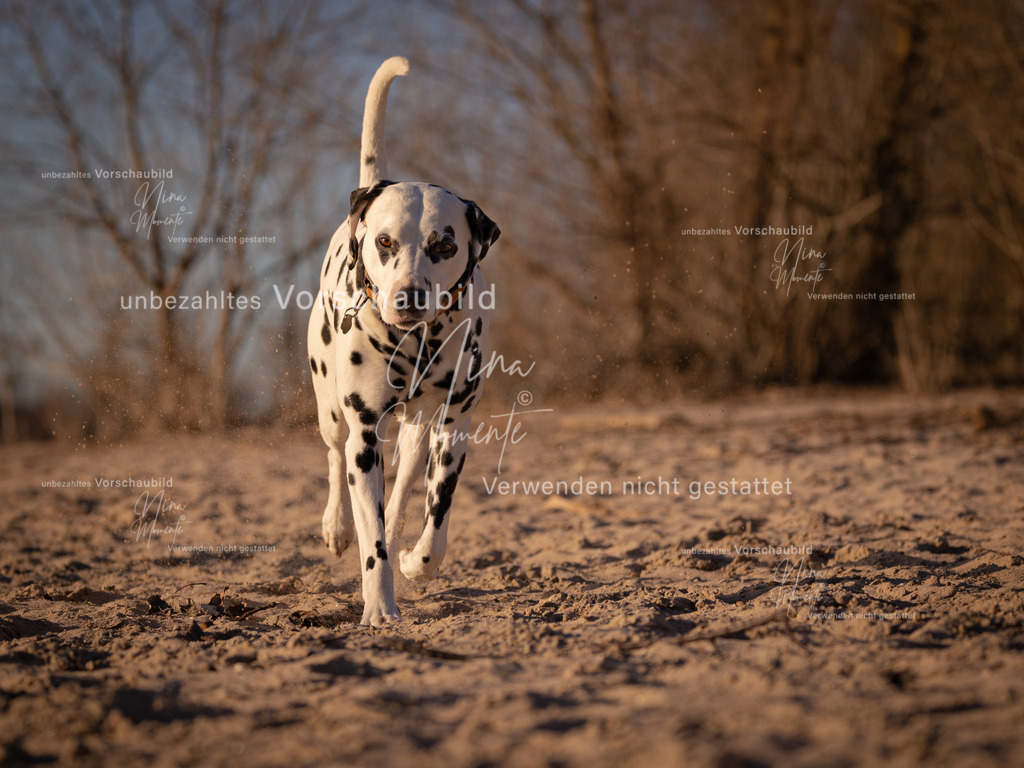 _16A5024-1 | Einzigartige Fotos von Hunden & Menschen –Actionfotos, Portraits, Vereinsaufnahmen & Paarshootings – authentisch, lebendig & mit Herz.