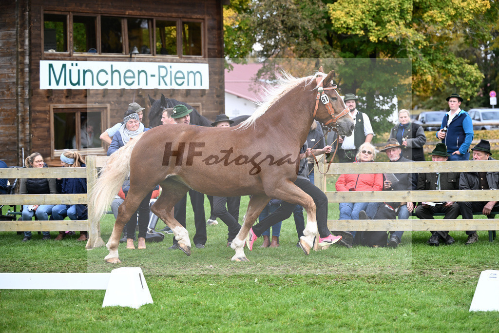 Kat-Nr. 51 Coco v. Valdero_Lichtenegger_41251205 | hf-fotografie - Realizzato con Pictrs.com
