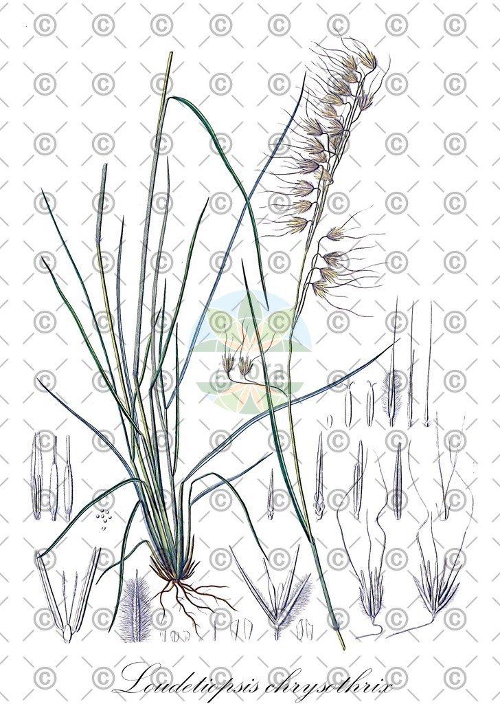 HistAbb_wfo-0001083761_1_ENZY_Simple | Historische Abbildung von Loudetiopsis chrysothrix - Poaceae | Historical Illustration of Loudetiopsis chrysothrix - Poaceae