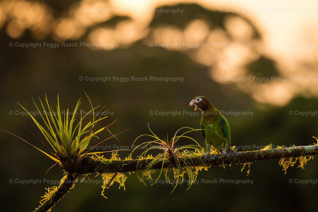 Papageien (1) | PeggyRaschPhotography - Realisiert mit Pictrs.com