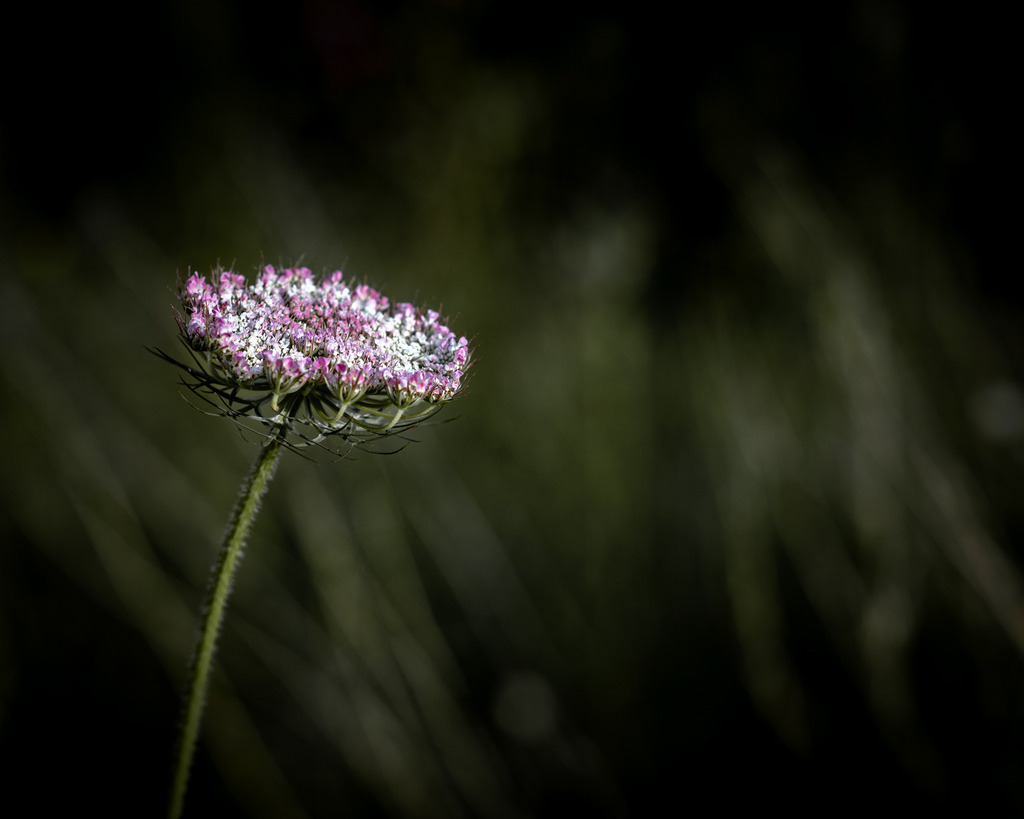 _DSC3968 | renerovisanfotoart.com