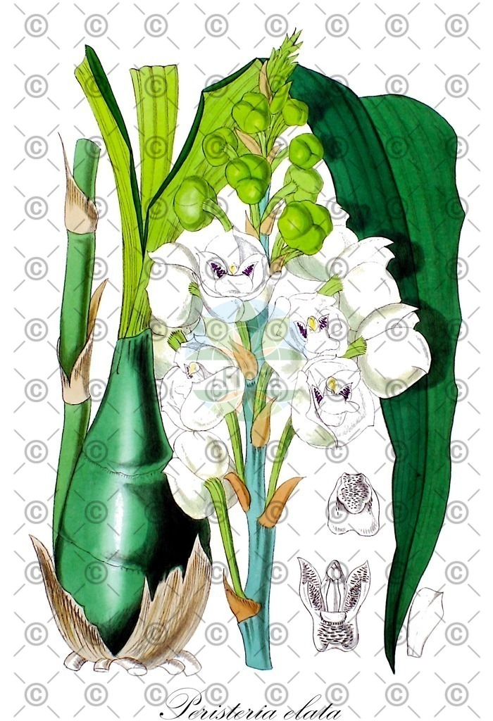 HistAbb_wfo-0000394772_1_ENZY_Simple | Historische Abbildung von Peristeria elata - Orchidaceae (Taubenorchis) | Historical Illustration of Peristeria elata - Orchidaceae