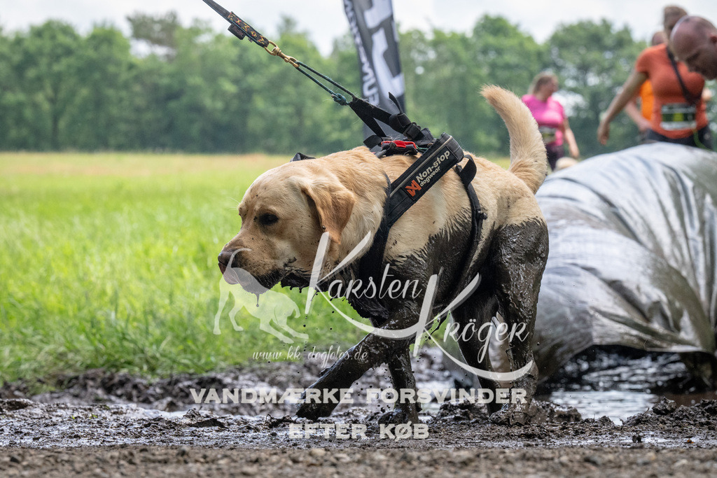 1143_ZZ94094 | kk-dogfotos