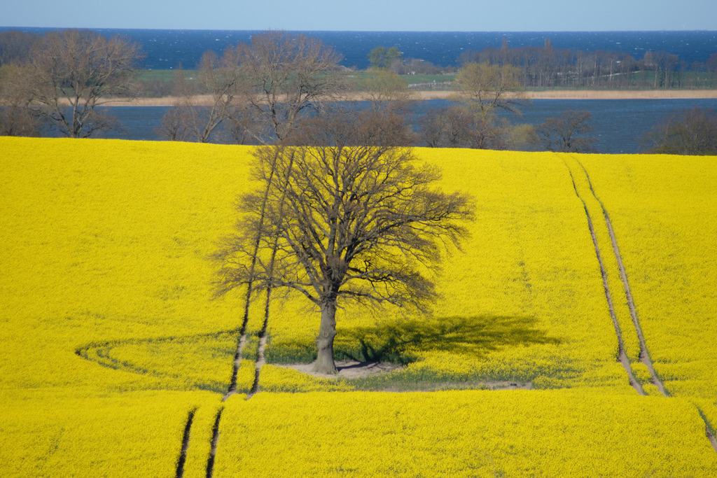 DSCF5660 | Entdecken Sie hochwertige Fotoprodukte für Ihr Zuhause, Büro oder als besonderes Geschenk.rpixel.de bietet Ihnen exklusive Fotografien aus den Bereichen Natur, Landschaft und Motiven vom Meer.Einfach direkt im Online-Shop bestellen. - Realisiert mit Pictrs.com