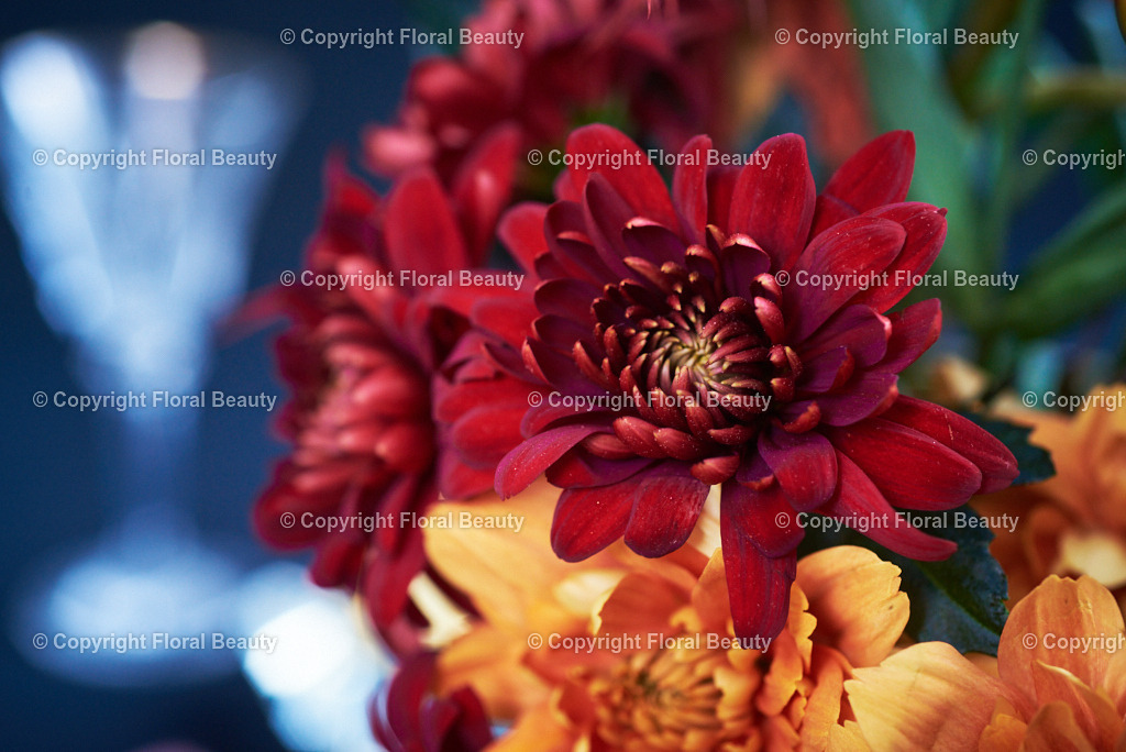 Rot-oranger Strauß aus Nelken und Chrysanthemen | Onlineshop für hochwertige Wandbilder. Bei uns findet ihr selbstgestaltete Blumenmotive. Das perfekte Geschenk, als Praxisdeko oder die eigene Wohnung. Alle künstlerischen Blumenfotos sind auf Leinwand, FineArtPrint, Kunstdruck und vielem mehr zu erwerben - Realisiert mit Pictrs.com
