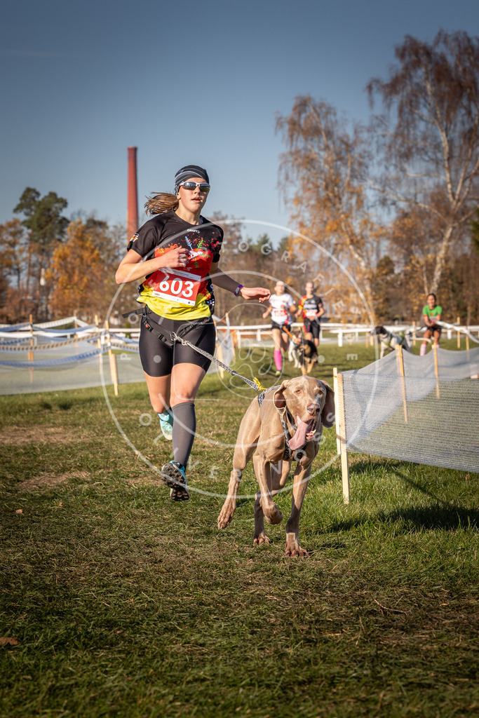 CaniXpix_0L8A8559 | Hundefotografie, Tierfotograf, Pfotenfotografie, Fotoshooting Hund, Hunde Portrait, Hundesport, Hundeportraits, Heideshooting, Hunde, Sportfotograf, Hundefotograf, Turnierhundsport, THS,  - Realisiert mit Pictrs.com