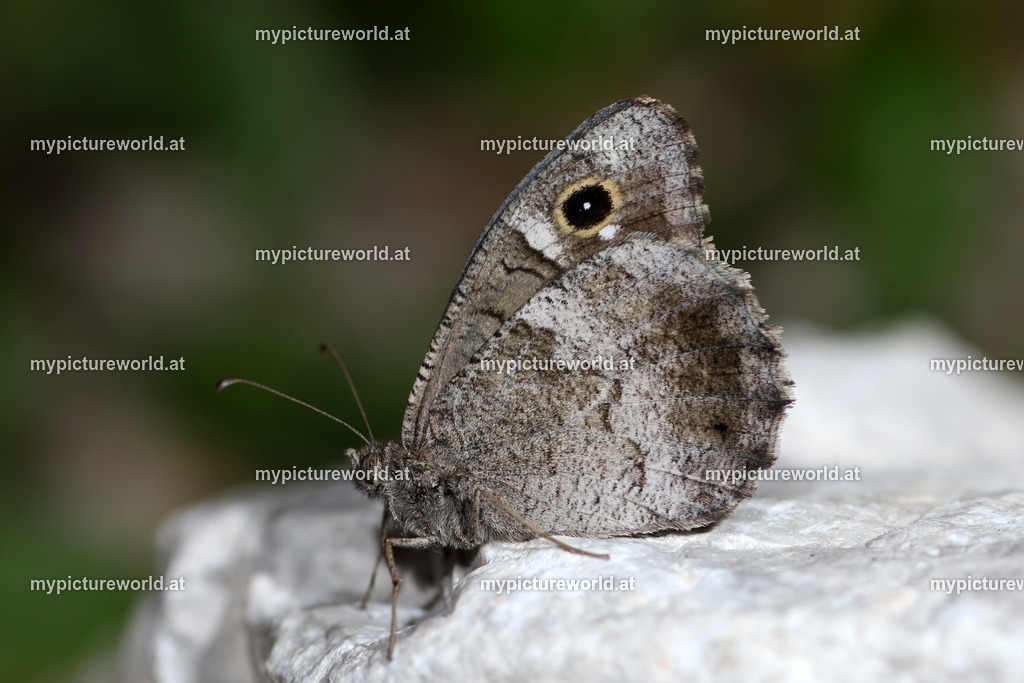 Hipparchia statilinus-006 | Das Bilderarchiv über Tiere, Planzen und Landschaften. In der Bilddatenbank finden Sie ein große Auswahl an hochwertigen Bilder für Ihre Werbung - Realisiert mit Pictrs.com
