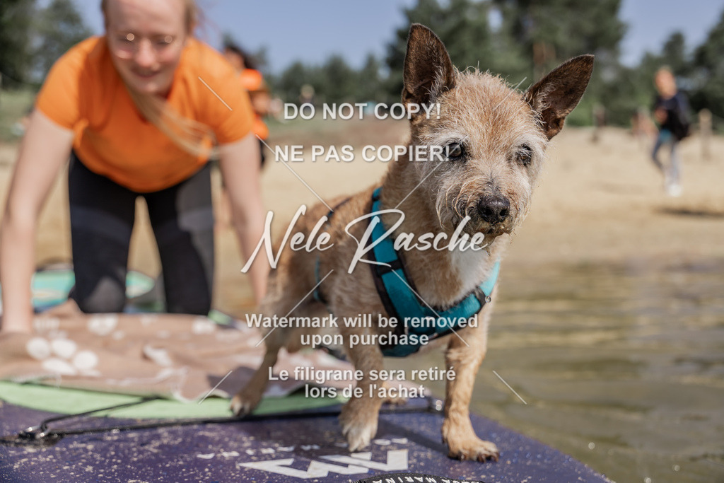 BUHU_SUP_385 | nelerasche