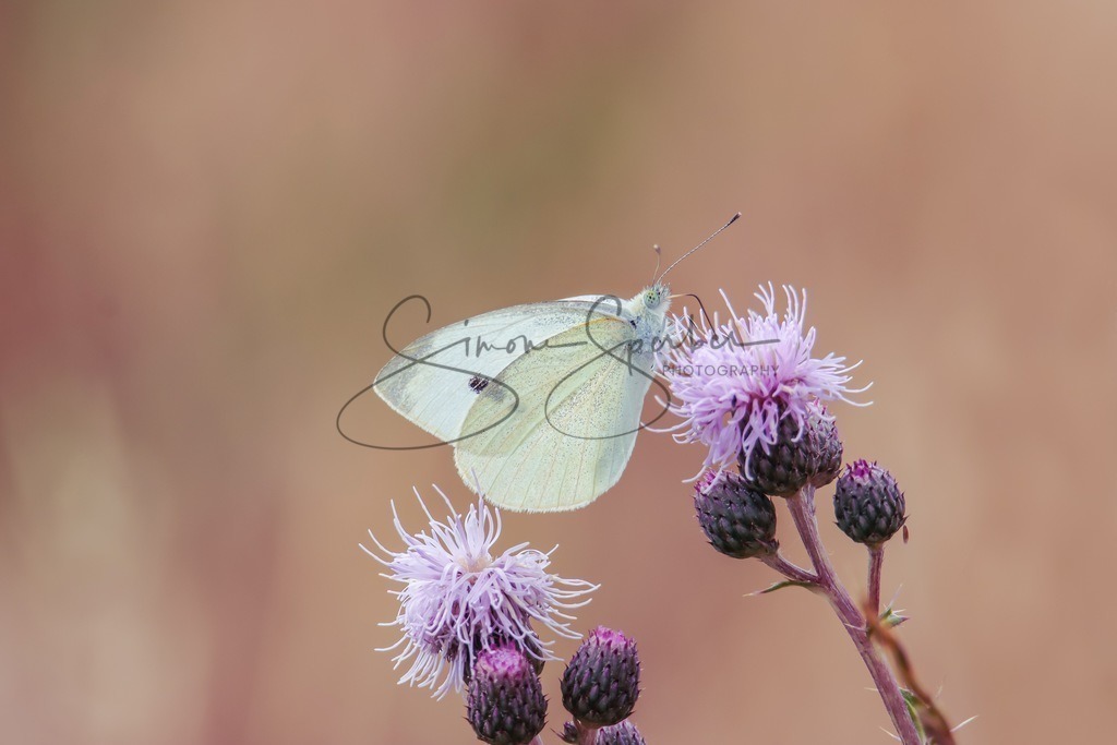 Weißling | Simone Sperber, svb-photography,Fotografin,Bilddesignerin,Naturfotografie,Macrofotografie,Tierfotografie,Wildtierfotografie,Ausstellungen,Auftragsfotografie,Kunst,Art,Photographer,Shootings,Bildberatbeitung,Galerie,Shop