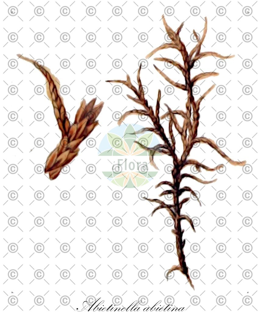 HistAbb_wfo-0001147534_1_ENZY_Simple | Historische Abbildung von Abietinella abietina - Thuidiaceae | Historical Illustration of Abietinella abietina - Thuidiaceae