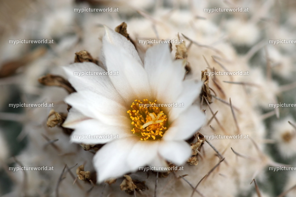 Turbinicarpus lophophoroides-001 | Das Bilderarchiv über Tiere, Planzen und Landschaften. In der Bilddatenbank finden Sie ein große Auswahl an hochwertigen Bilder für Ihre Werbung - Realisiert mit Pictrs.com