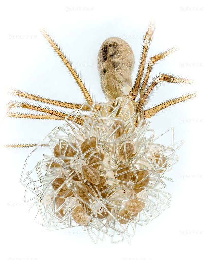 Gruppenfoto | Eine Zitterspinne mit ihrem "Ball aus Babys". Kurze Zeit später waren sie "geschlüpft" und haben sich ausgebreitet. - Realisiert mit Pictrs.com