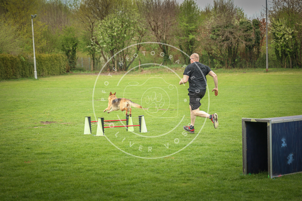 Pfotenfotografie_0L8A9766 | Hundefotografie, Tierfotograf, Pfotenfotografie, Fotoshooting Hund, Hunde Portrait, Hundesport, Hundeportraits, Heideshooting, Hunde, Sportfotograf, Hundefotograf, Turnierhundsport, THS,  - Realisiert mit Pictrs.com