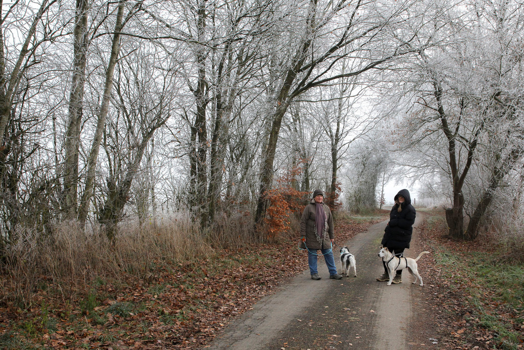 Raureif_Weisten_101222_18 | Bildergalerie von Sport-Ereignissen aber auch von weiteren spannenden Dingen - nicht nur vom Niederrhein. In Anlehnung an den bekannten Spruch von Hanns Dieter Hüsch heißt das Motto: "Niederrhein ist überall".  - Realisiert mit Pictrs.com