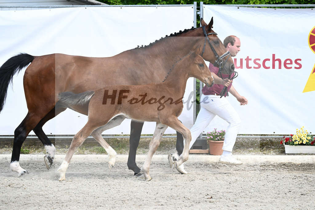 Kat-Nr. 40 HF Kassander vant Roosakker_Wagner_12231255 | hf-fotografie - Realizzato con Pictrs.com