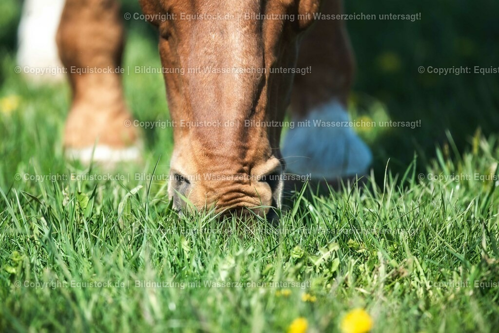 20210426_Pferd-auf-Koppel_0108 | equistock
