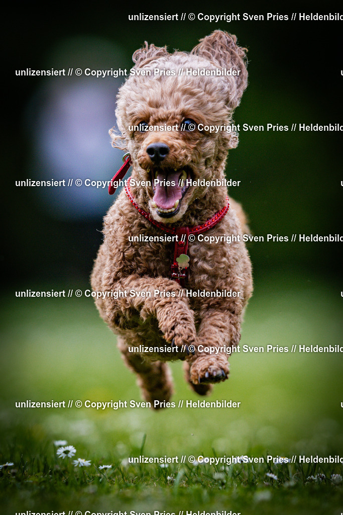 Sven Pries | 2025-05-29 - Pudelrennen KA-Durlach - Realisiert mit Pictrs.com