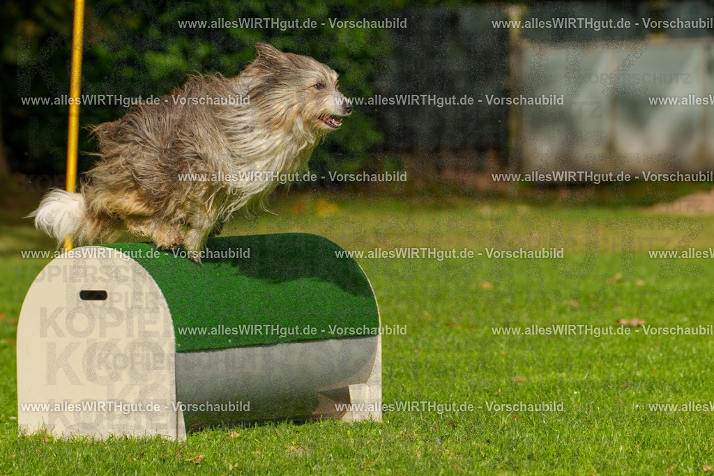 THS_Turnier_27-09-2026-allesWIRTHgut_Tierfotografie-7R506639 | Professionelle Tierfotografie in Mönchengladbach von Daniel Wirth (allesWIRTHgut). Liebevolle & natürliche Bilder von Hunden & Katzen für unvergessliche Erinnerungen.